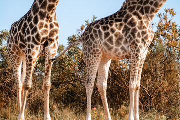 Giraffenbeine und Fleckenmuster in südafrikanischer Savanne