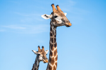 Giraffen Duo vor blauem Himmel