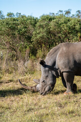 Fototapeta premium Nashorn beim Grasen in der südafrikanischen Savanne