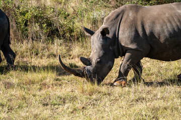 Nashorn beim Grasen in der Wildnis S&uuml;dafrikas