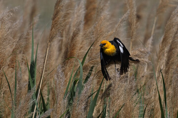 Colorful Yellow headed Blackbird with white wing patches visible among phragmites of Bear River Migratory Bird Refuge in Utah, United States 