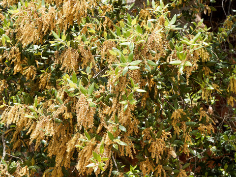 Quercus ilex | Evergreen holly oak. Slender twigs bearing green oval young spiny leaves and smoth edges for older leaves with elongated yellow catkins as flowers hanging off the tree in spring
