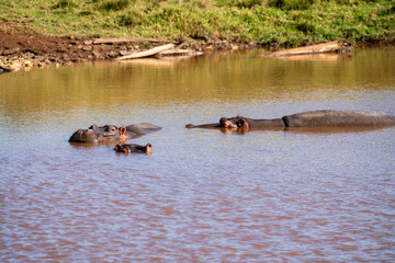 Flusspferd-Familie im Wasser