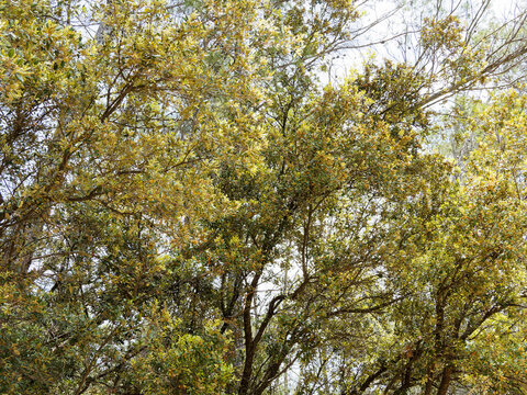 A holly oak (Quercus ilex) A broad rounded crown, dense canopy with upright and pendulous brown branches bearing attractive dark green leathery leaves and yellowish green flowers on catkins 

