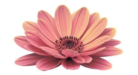 Obraz premium Pink Flower Blossom Delicate Petals, Soft Hues