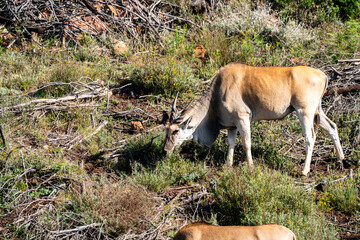 Eland Antilope beim Grasen in Südafrika
