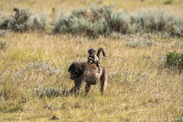 Pavian mit Jungtier in der afrikanischen Savanne