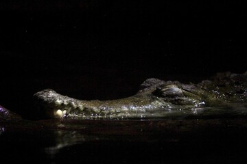 crocodile in the water