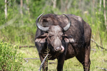 Obraz premium Afrikanischer Büffel mit Zunge im Gras
