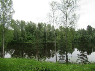 Nature photography. The river is visible behind the trunks of the trees. There's a forest across...