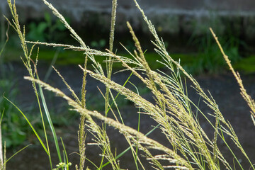grass in an outdoor garden in Rio de Janeiro.