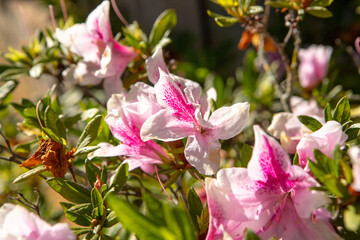 plant known as azalea in a garden in Rio de Janeiro.