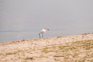 heron feeding on fish on paqueta island in rio de janeiro.