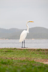 heron outdoors on paqueta island in rio de janeiro.