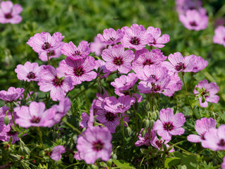 Geranium cinereum Ballerina bloom in garden