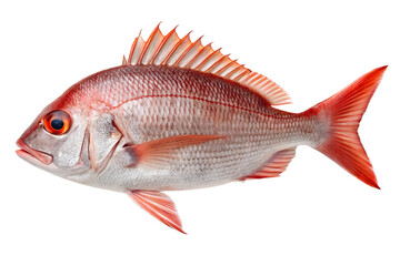Obraz premium Stunning Red Snapper Fish High-Resolution Photo of Aquatic Life