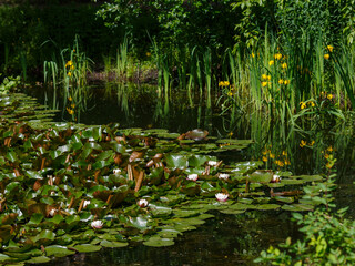 Pond or lake covered with water lilies in the summer season