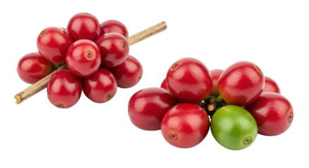 Isolated Coffee Cherries on the Branch