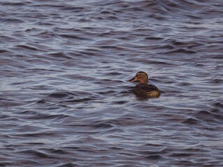 Lake with waves and a lonely duck swimming, very nice clearly the typical duck bill, the bright...