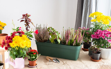 Decoration terrace with vibrant fall flowers like chrysanthemums and heather in pots, creating a...