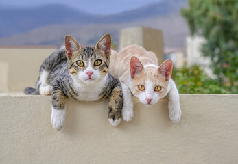 Two cute cat kittens, a pair of siblings, lying comfortably side by side on a wall and looking...