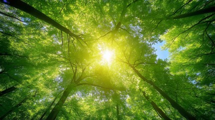 Naklejka premium Sun shining through the thick forest in summer