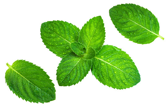 Fresh green mint leaves with water droplets. Isolation on transparent background.