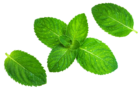 Fresh green mint leaves with water droplets. Isolation on transparent background.