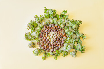 Artistic arrangement of hazelnuts in various stages from raw to shelled, encircled by green husk nuts. A visual concept of harvest, growth, and nature’s cycles on a pastel background