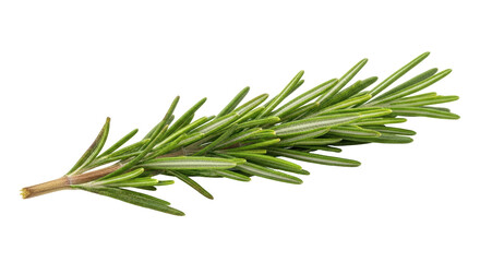 Fototapeta premium Isolated Rosemary Branch