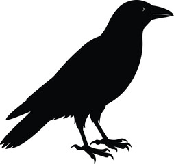 crow silhouette on a white background