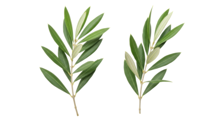 Isolated Olive Branches