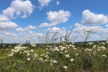 wild flowers photo