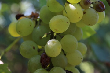 Grape