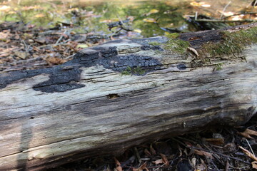 Old branches in the forest