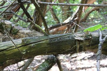 Old branches in the forest