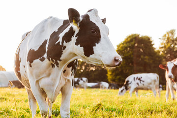 Close-up of Holstein dairy cows in a sunny pasture. Background image of a cow at sunset in...