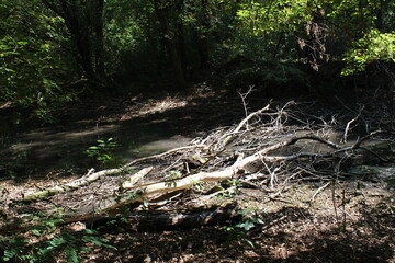 River in the forest