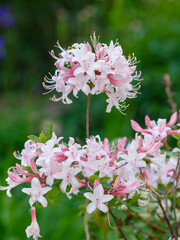 Obraz premium Rhododendron periclymenoides is a deciduous shrub native to North America, a species of the genus Rhododendron of the Heather family ( Ericaceae )