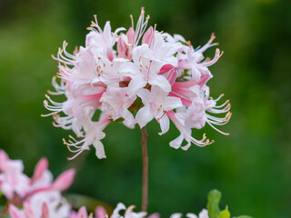 Rhododendron periclymenoides ( Latin- Rhododendron periclymenoídes ) is a deciduous shrub native...