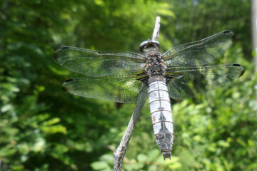 dragonfly in summer in greenery
