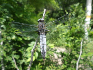 dragonfly in summer in greenery