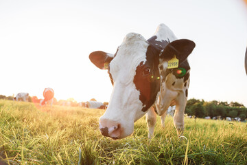 Close-up of Holstein dairy cows in a sunny pasture. Background image of a cow at sunset in...
