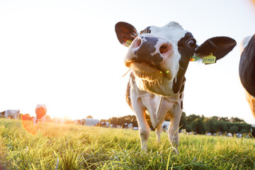 Close-up of Holstein dairy cows in a sunny pasture. Background image of a cow at sunset in...