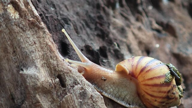 Garden snail slowly crawls along a tree trunk wiggling