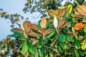 A Magnolia grandiflora flower bud surrounded by vibrant green and brown leaves, preparing to bloom. The iconic Southern Magnolia tree stands out with its distinct foliage under a bright sky