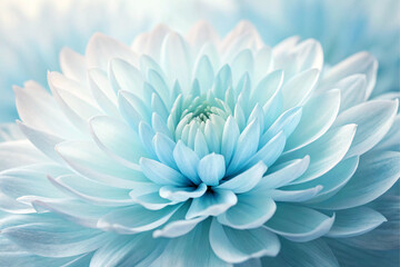 Obraz premium Light Sky Blue Chrysanthemum Flower Close Up Soft Petals
