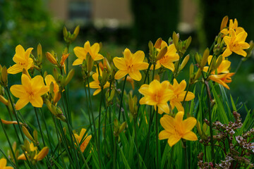Hemerocallis middendorffii, known as Amur daylily, is a plant species in the subfamily Hemerocallidoideae of the family Asphodelaceae of the order Asparagales