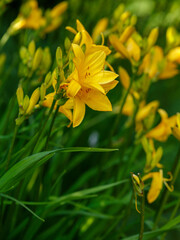Hemerocallis middendorffii blooms in summer garden