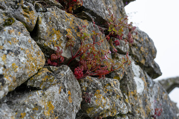 plant growing out of a stone wall
